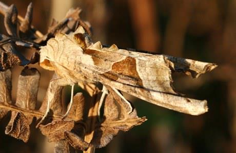 Letting Citizen Science Take Flight